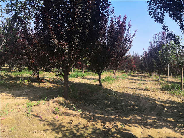 沭陽長景園林太陽李種植基地實拍圖片