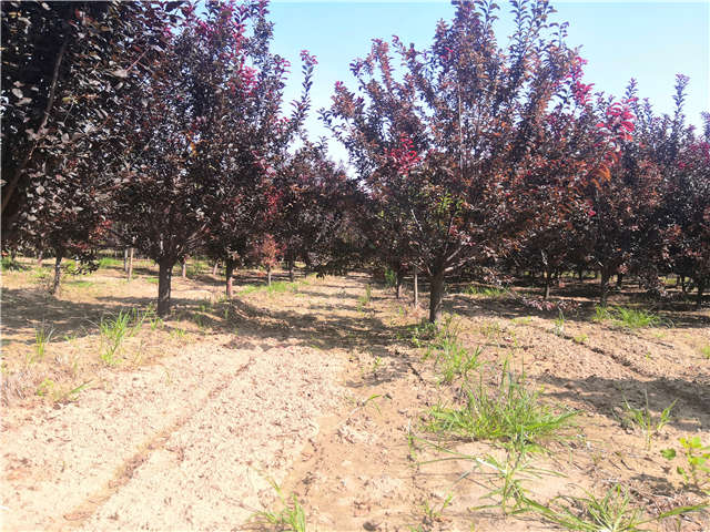 沭陽長景園林太陽李種植基地實拍圖片