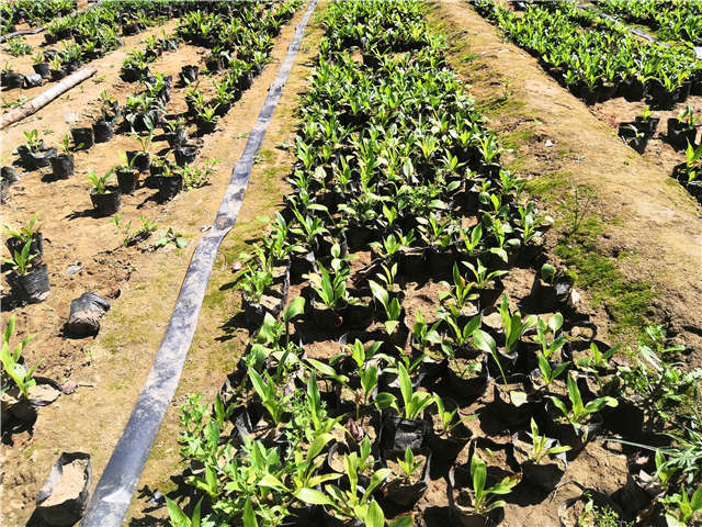 沭陽長(zhǎng)景園林玉簪種植基地實(shí)拍圖片