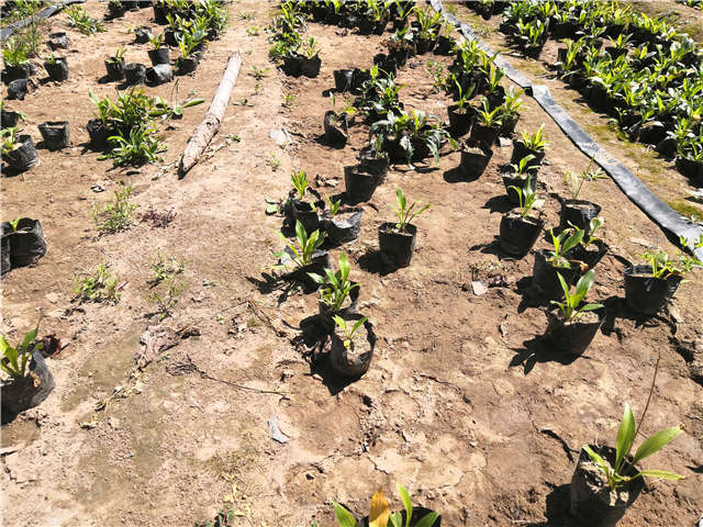 沭陽長(zhǎng)景園林玉簪種植基地實(shí)拍圖片