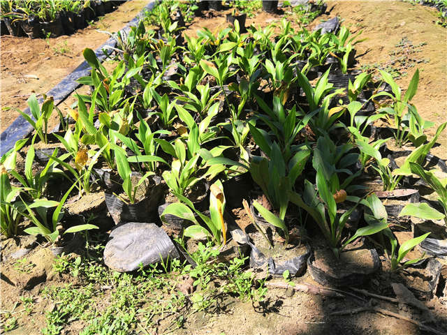 沭陽長(zhǎng)景園林玉簪種植基地實(shí)拍圖片