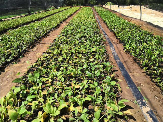 沭陽長(zhǎng)景園林玉簪種植基地實(shí)拍圖片