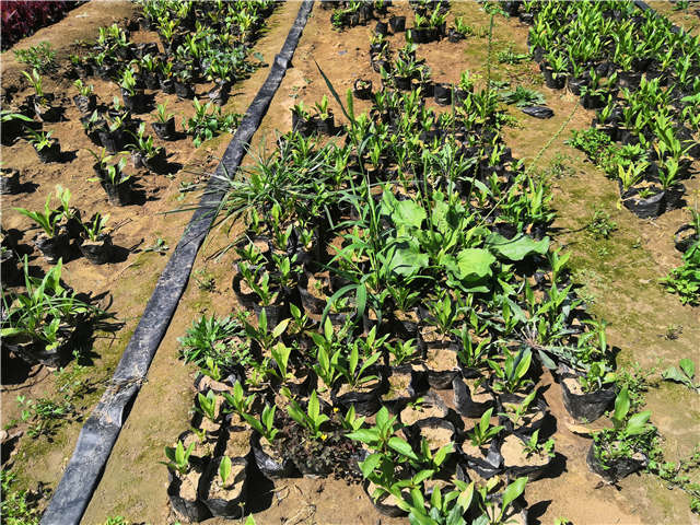 沭陽長(zhǎng)景園林玉簪種植基地實(shí)拍圖片