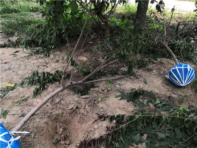 沭陽長景園林毛桃種植基地實(shí)拍圖片