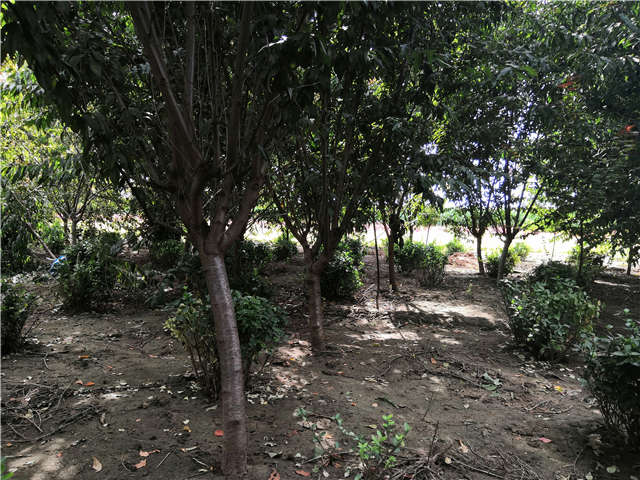 沭陽長景園林毛桃種植基地實(shí)拍圖片