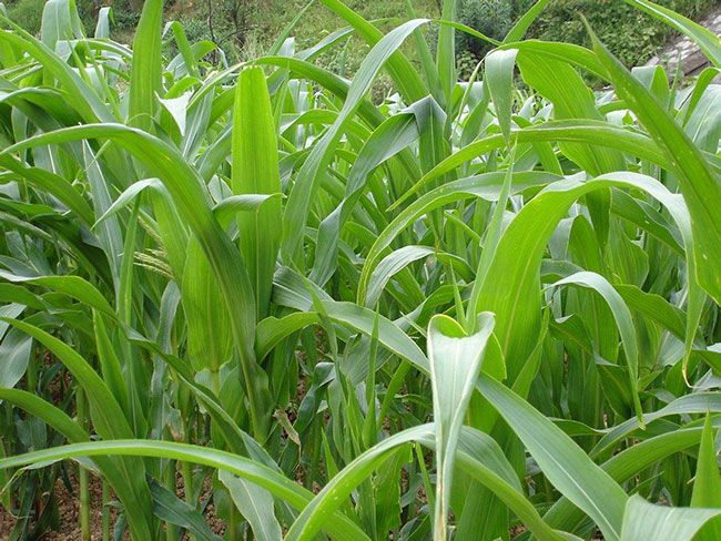 蘇丹草幾月份播種?蘇丹草種植技術(shù)和方法