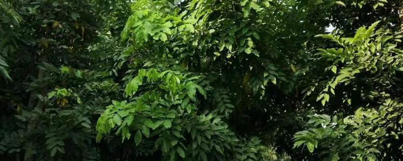 臘腸樹苗木實(shí)拍圖