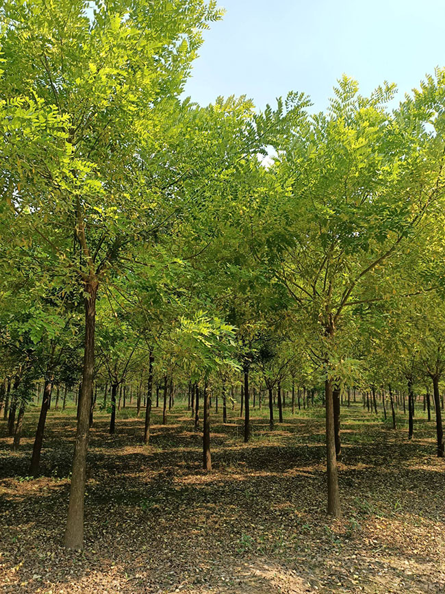 金枝槐怎么修剪?金枝槐種植技術