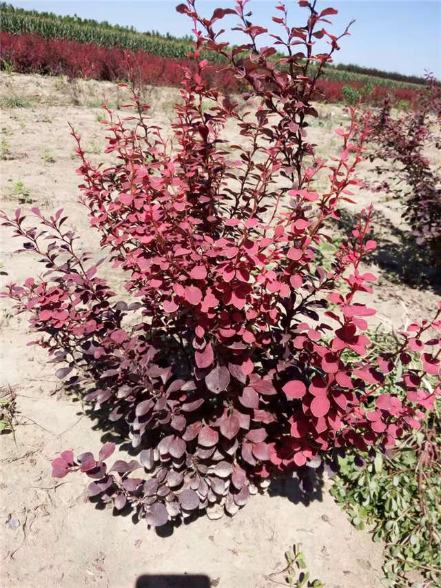 紫葉小檗照片種植基地實(shí)拍