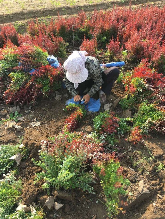 紫葉小檗照片種植基地實(shí)拍