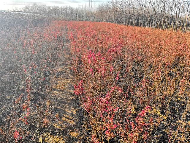 紫葉小檗照片種植基地實(shí)拍