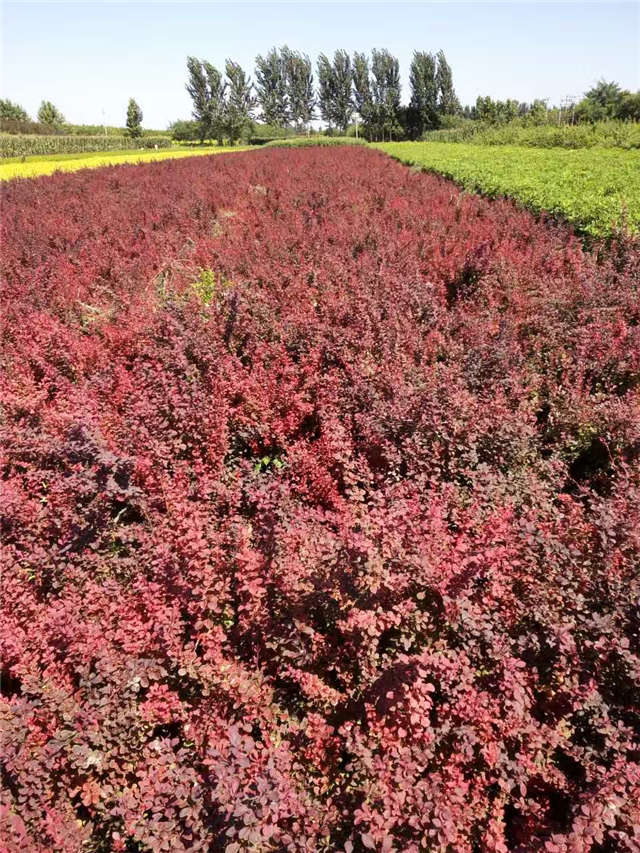 紫葉小檗照片種植基地實(shí)拍