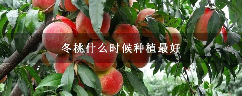 冬桃什么時(shí)候種植最好