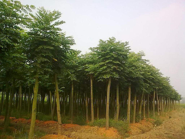 北欒基地實(shí)拍圖