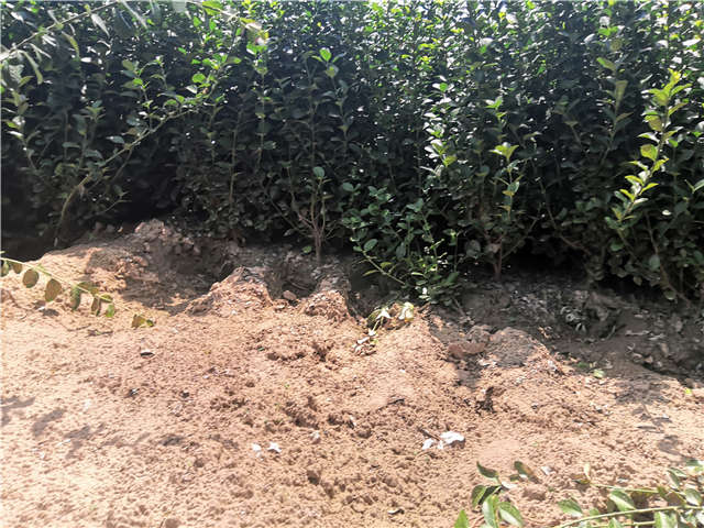 沭陽長景園林衛(wèi)矛種植基地實(shí)拍