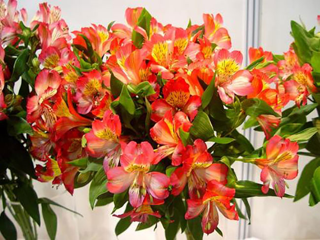 六出花的花語(yǔ)是什么?六出花的寓意和象征