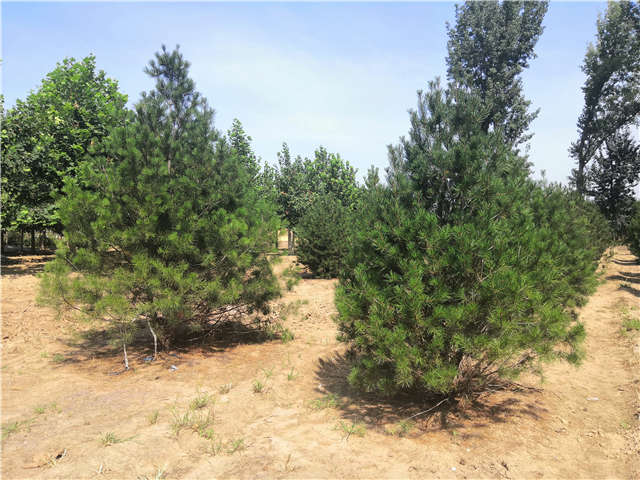 沭陽長景園林白皮松種植基地實拍圖片