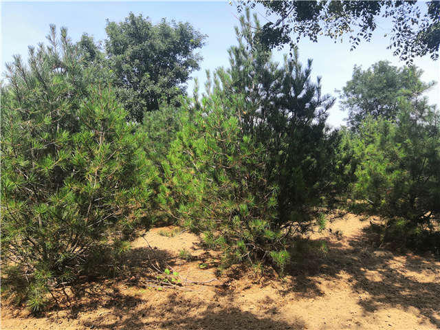 沭陽長景園林白皮松種植基地實拍圖片