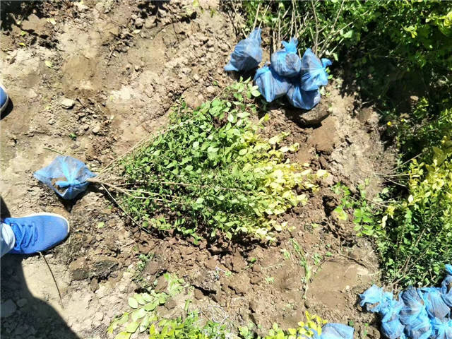 金葉女貞照片種植基地實(shí)拍