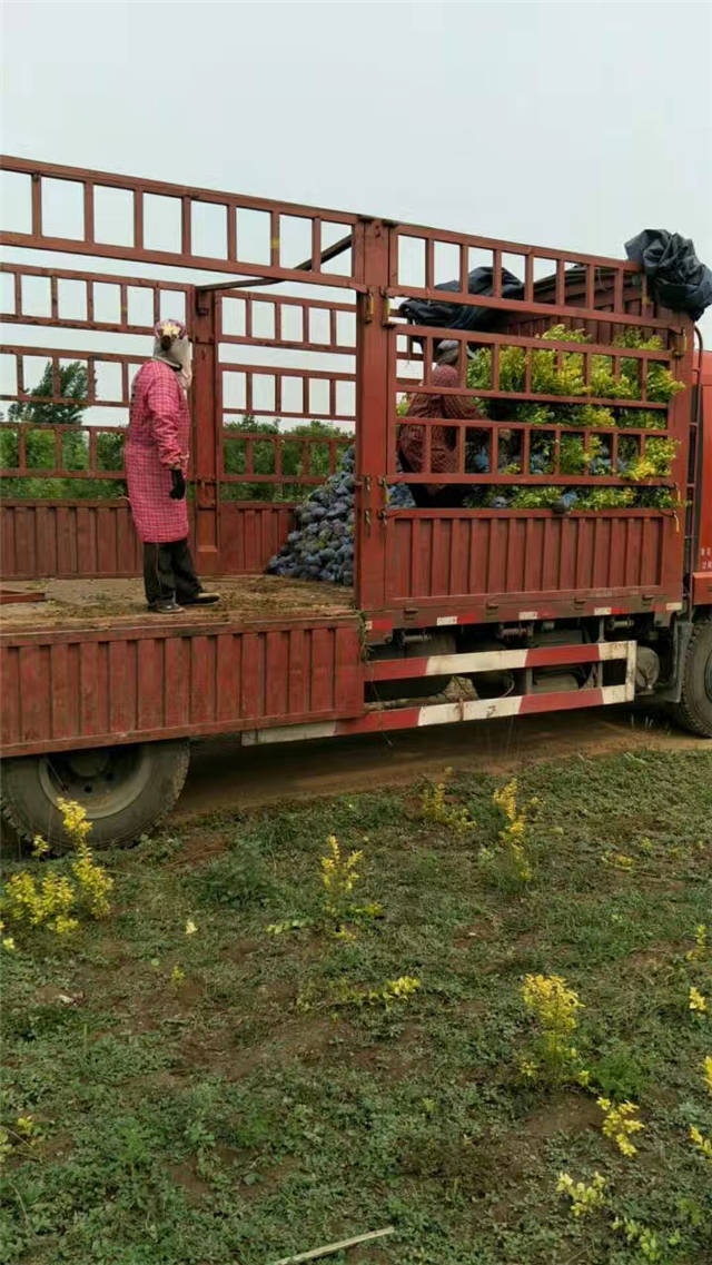 金葉女貞裝車現(xiàn)場照片