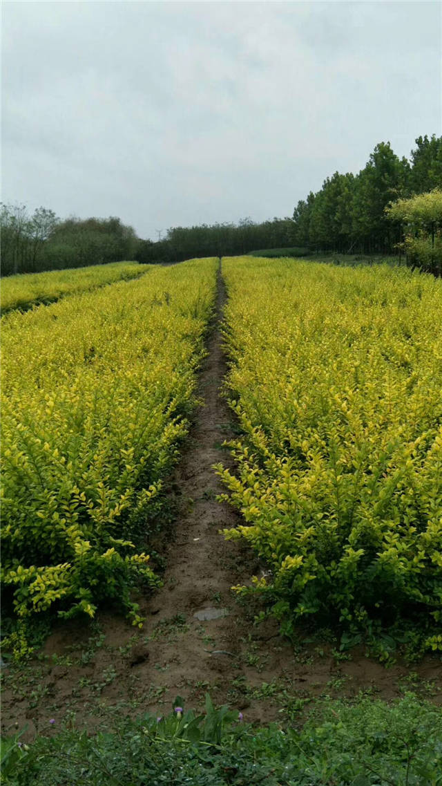 金葉女貞照片種植基地實(shí)拍
