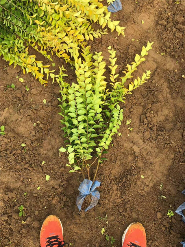 金葉女貞照片種植基地實(shí)拍