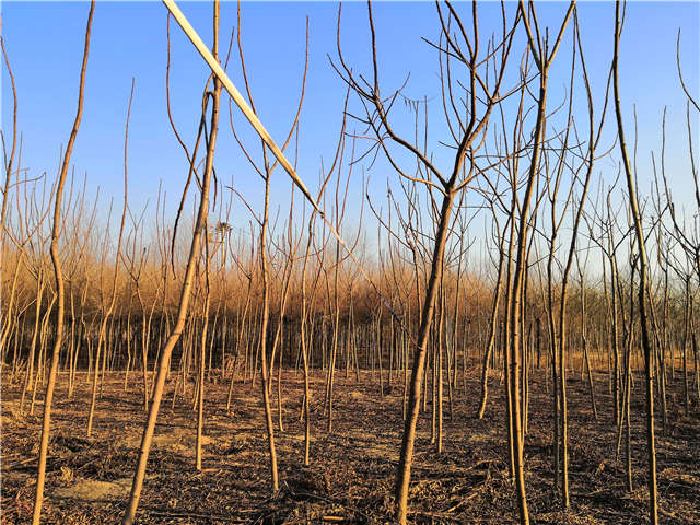 火炬樹照片種植基地實(shí)拍