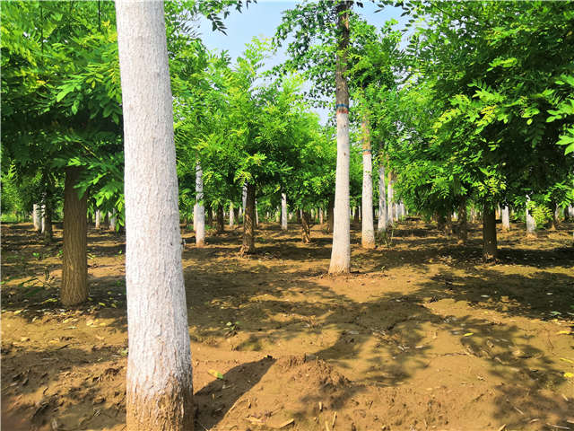沭陽長景園林蝴蝶槐種植基地實(shí)拍圖片