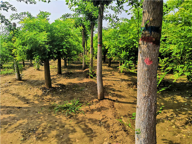 沭陽長景園林蝴蝶槐種植基地實(shí)拍圖片