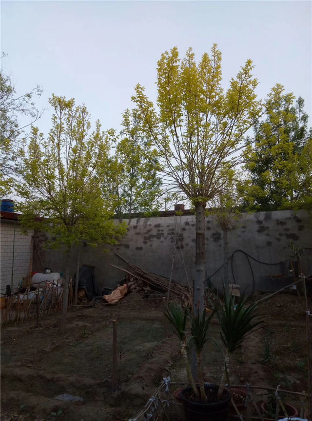 金枝白蠟照片種植基地實(shí)拍