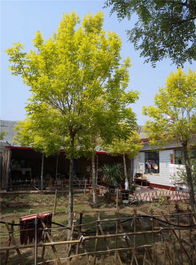 金枝白蠟照片種植基地實(shí)拍