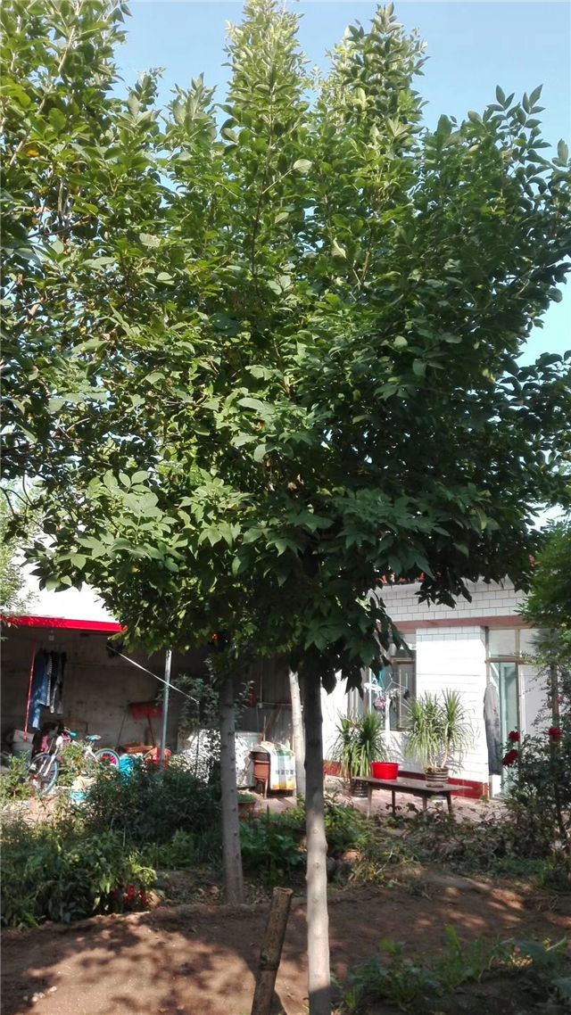 金枝白蠟照片種植基地實(shí)拍