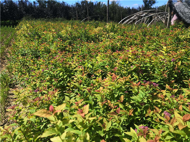 沭陽長景園林繡線菊種植基地實拍圖片