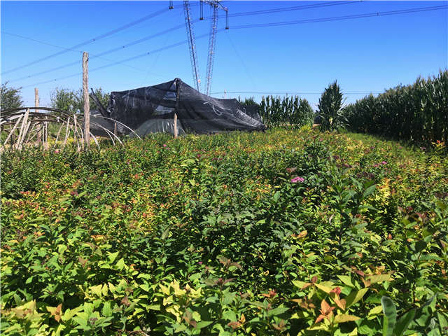 沭陽長景園林繡線菊種植基地實拍圖片