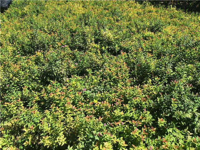沭陽長景園林繡線菊種植基地實拍圖片