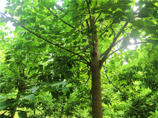 沭陽(yáng)長(zhǎng)景園林金葉復(fù)葉槭種植基地實(shí)拍圖片