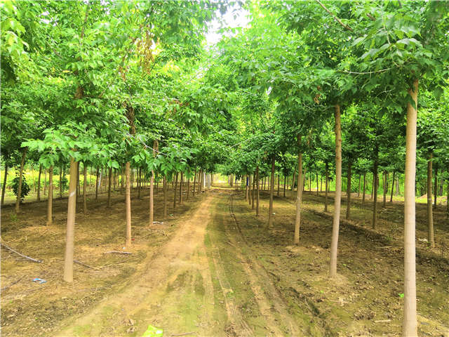 沭陽(yáng)長(zhǎng)景園林金葉復(fù)葉槭種植基地實(shí)拍圖片