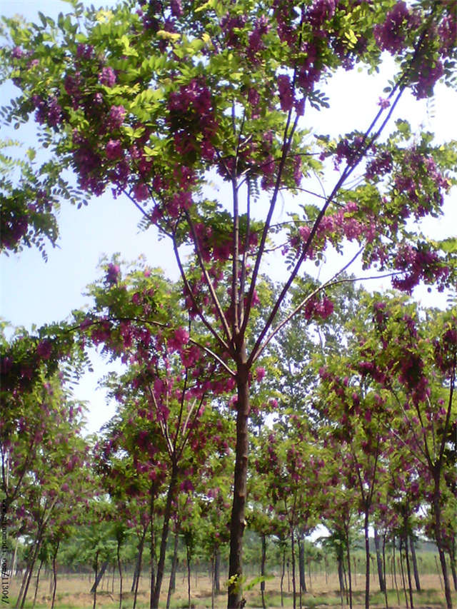 沭陽(yáng)長(zhǎng)景園林紅花刺槐種植基地實(shí)拍圖片
