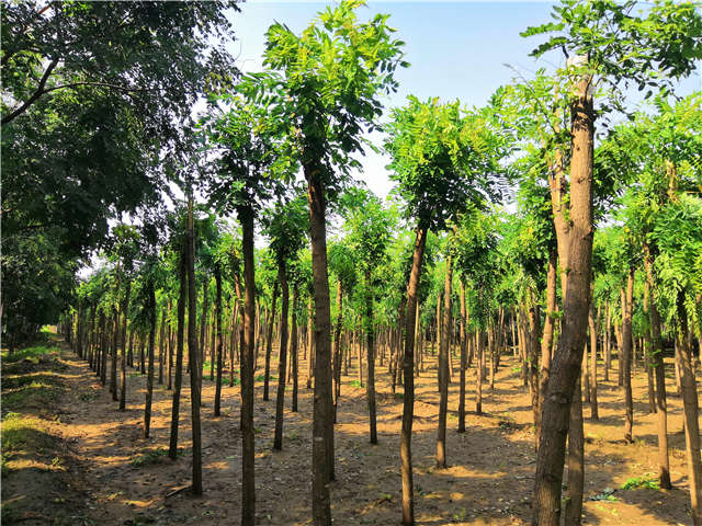 沭陽(yáng)長(zhǎng)景園林紅花刺槐種植基地實(shí)拍圖片