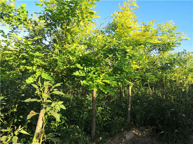 沭陽長景園林矮接金葉槐種植基地實(shí)拍圖片