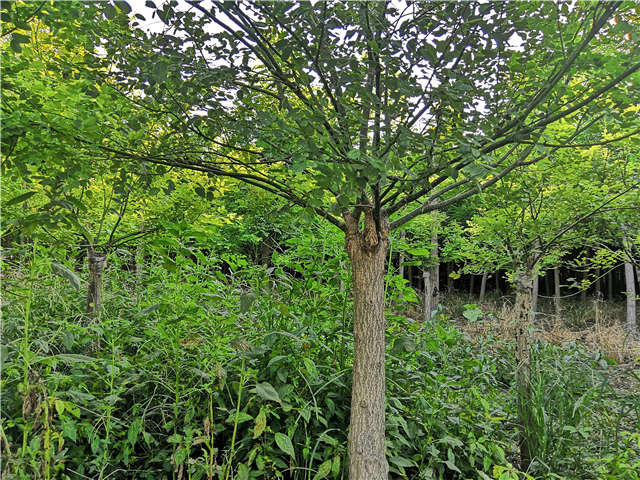 沭陽長景園林矮接金葉槐種植基地實(shí)拍圖片