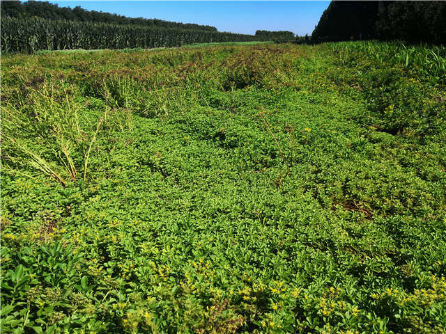 沭陽長景園林德國景天種植基地實拍圖片