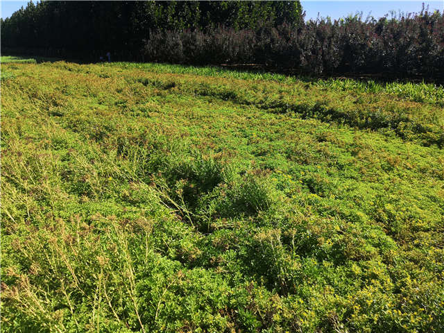 沭陽長景園林德國景天種植基地實拍圖片