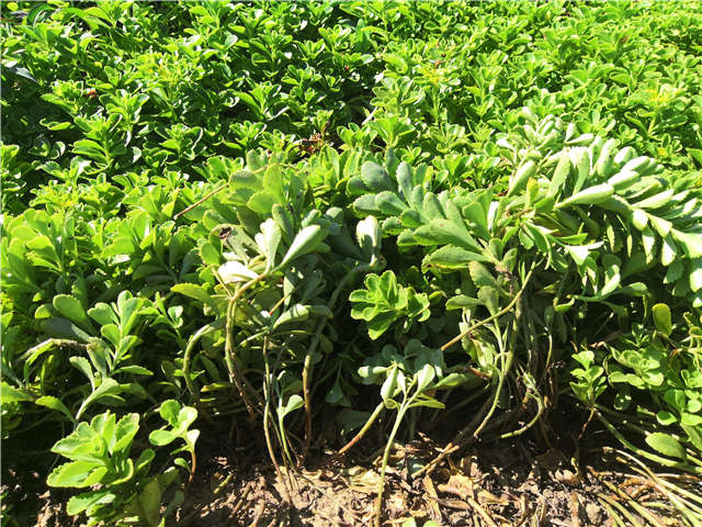 沭陽長景園林德國景天種植基地實拍圖片