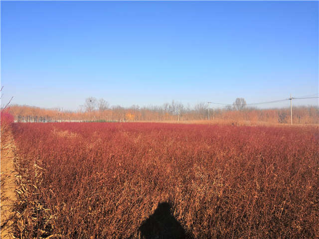 黃刺玫種植基地實拍