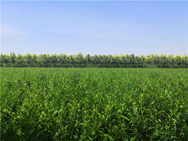 沭陽長景園林水蠟種植基地實(shí)拍圖片