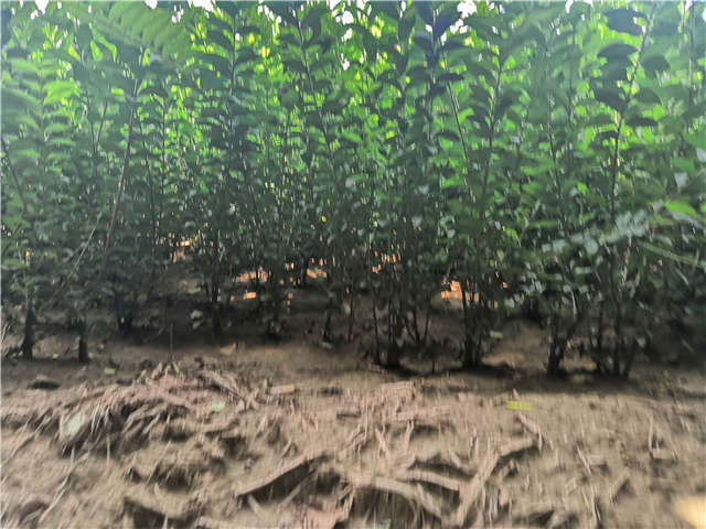 沭陽長景園林水蠟種植基地實(shí)拍圖片