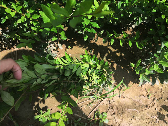 沭陽長景園林水蠟種植基地實(shí)拍圖片