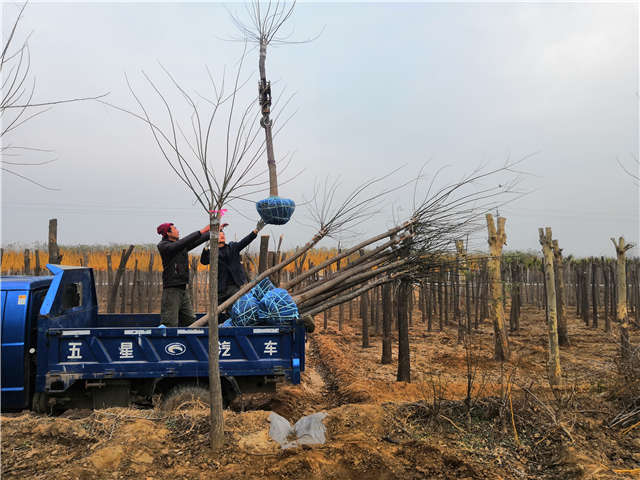 沭陽(yáng)長(zhǎng)景園林高接金葉槐種植基地實(shí)拍圖片