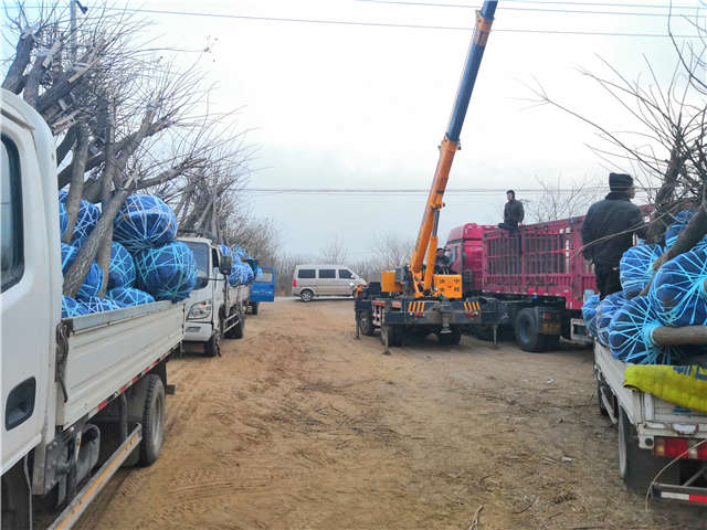 沭陽(yáng)長(zhǎng)景園林高接金葉槐種植基地實(shí)拍圖片